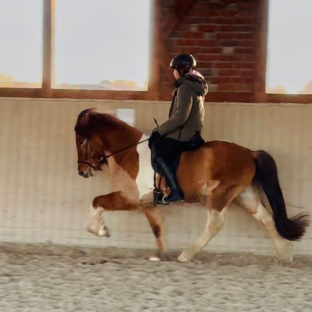 Alsvinnur sinaguenther-islandpferde