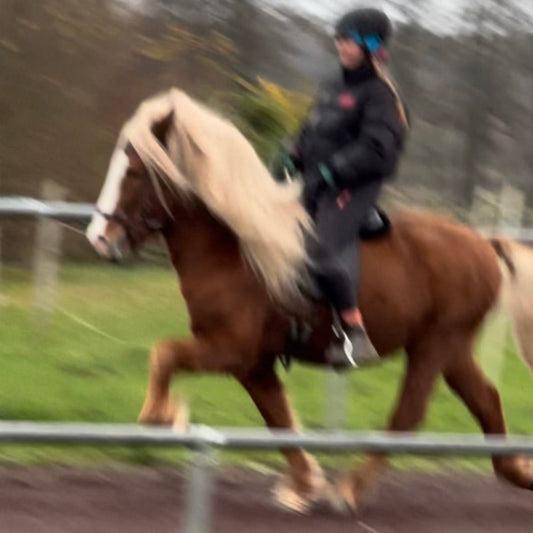 Atli Preis auf Anfrage sinaguenther-islandpferde