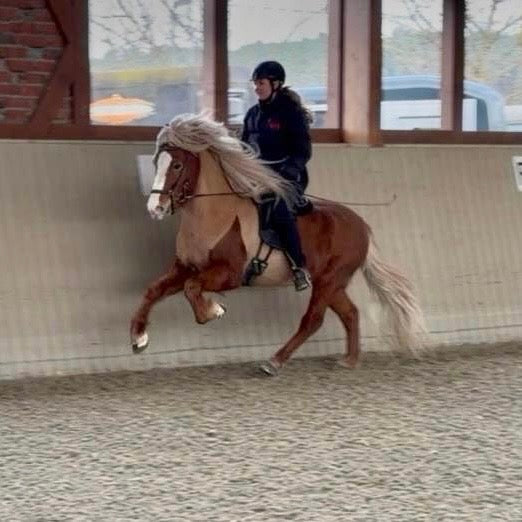 Atli Preis auf Anfrage sinaguenther-islandpferde