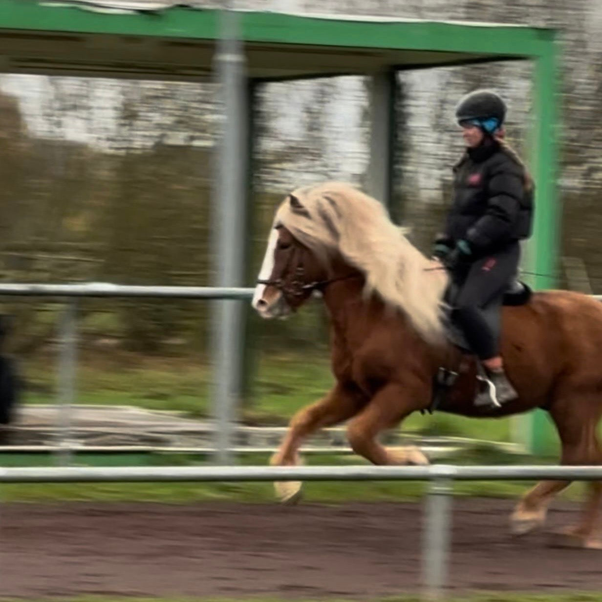 Atli Preis auf Anfrage sinaguenther-islandpferde
