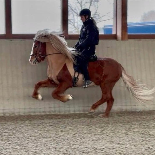 Atli Preis auf Anfrage sinaguenther-islandpferde