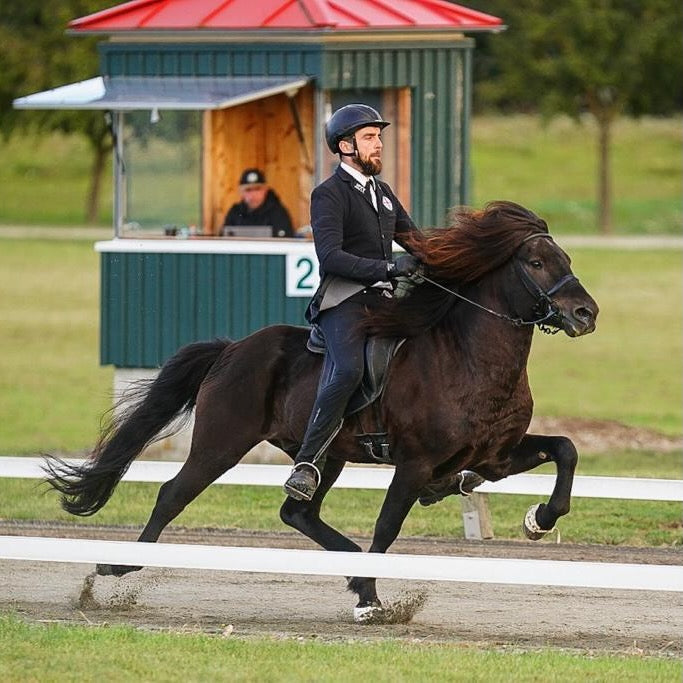 Blaer - ⭐️ First Price stallion for F1 and Pacetrack ⭐️ Preis auf Anfrage sinaguenther-islandpferde