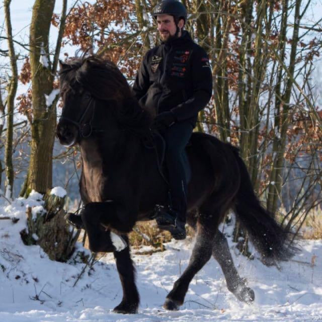 Blaer - ⭐️ First Price stallion for F1 and Pacetrack ⭐️ Preis auf Anfrage sinaguenther-islandpferde