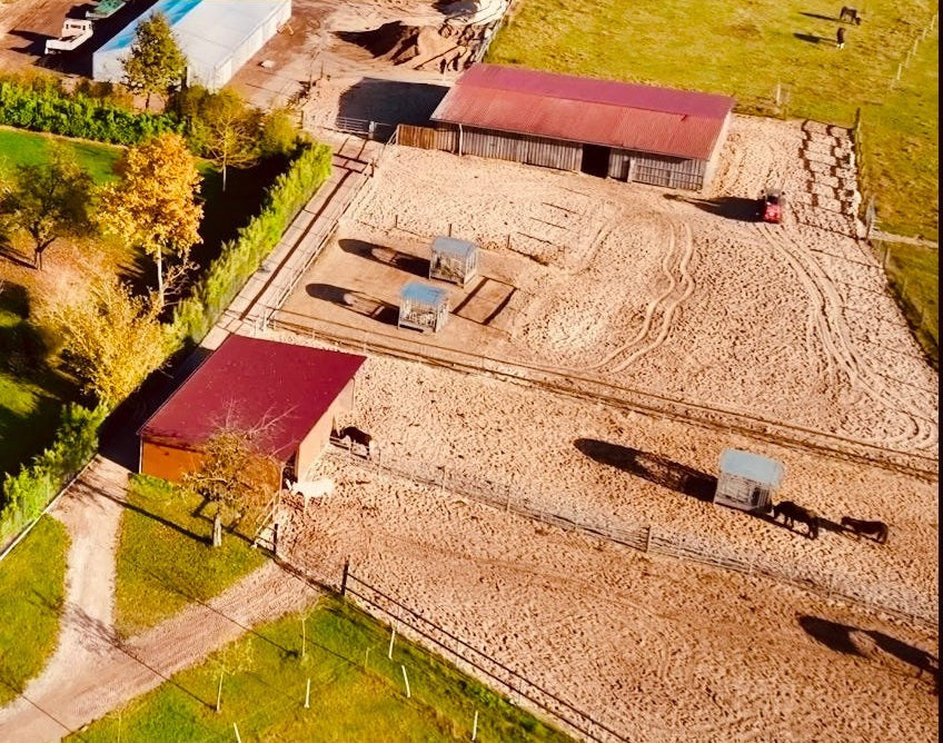 Großpferde Gruppenhaltung sinaguenther-islandpferde