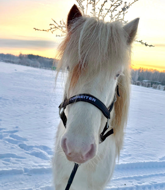 Bylur Preis auf Anfrage sinaguenther-islandpferde