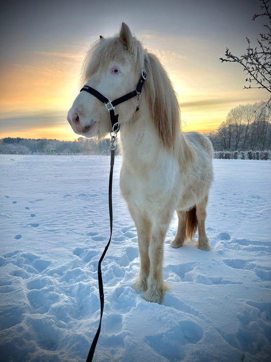 Bylur Preis auf Anfrage sinaguenther-islandpferde