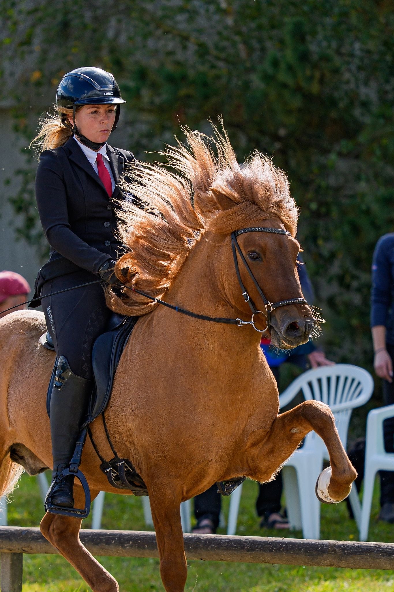 Deckhengst Bárdur Sólheimum sinaguenther-islandpferde