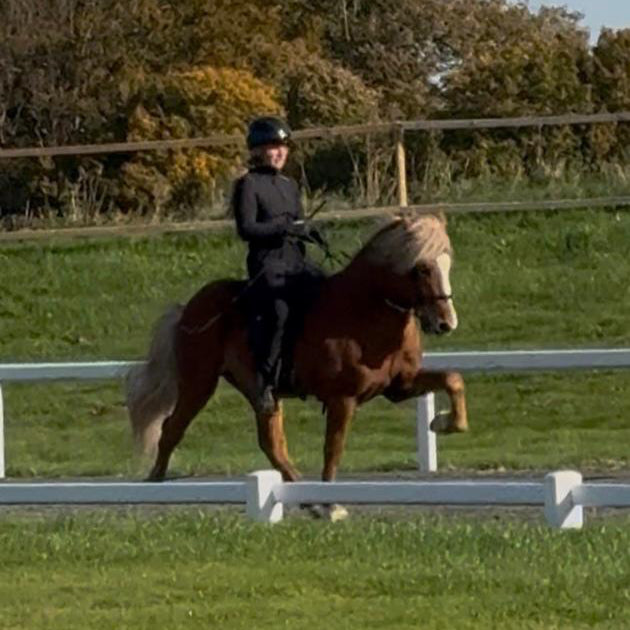 Top-Class FIZO STAR 🌟 Preis auf Anfrage sinaguenther-islandpferde