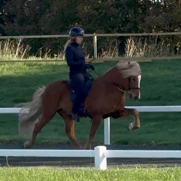 Top-Class FIZO STAR 🌟 Preis auf Anfrage sinaguenther-islandpferde