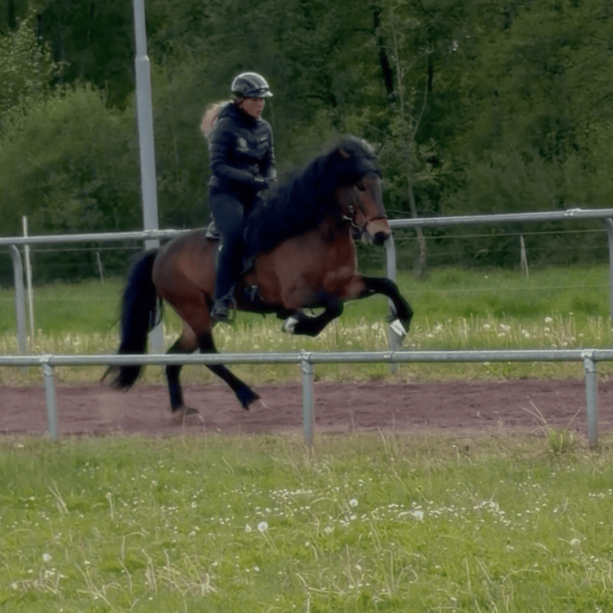 Deckhengst Glæsir frá Geirastöðum 2 sinaguenther-islandpferde