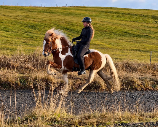 Deckhengst Háfeti frá Koltursey sinaguenther-islandpferde
