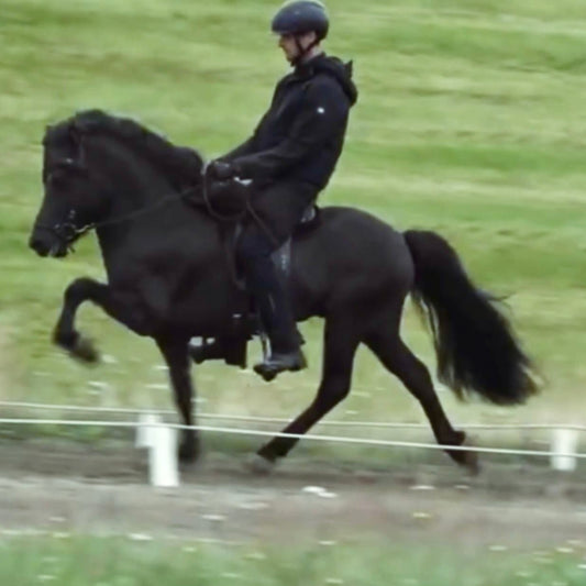 Deckhengst Kveikur frá Lundi sinaguenther-islandpferde