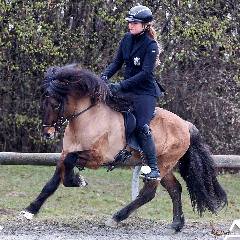 Deckhengst Njall vom Kronshof sinaguenther-islandpferde