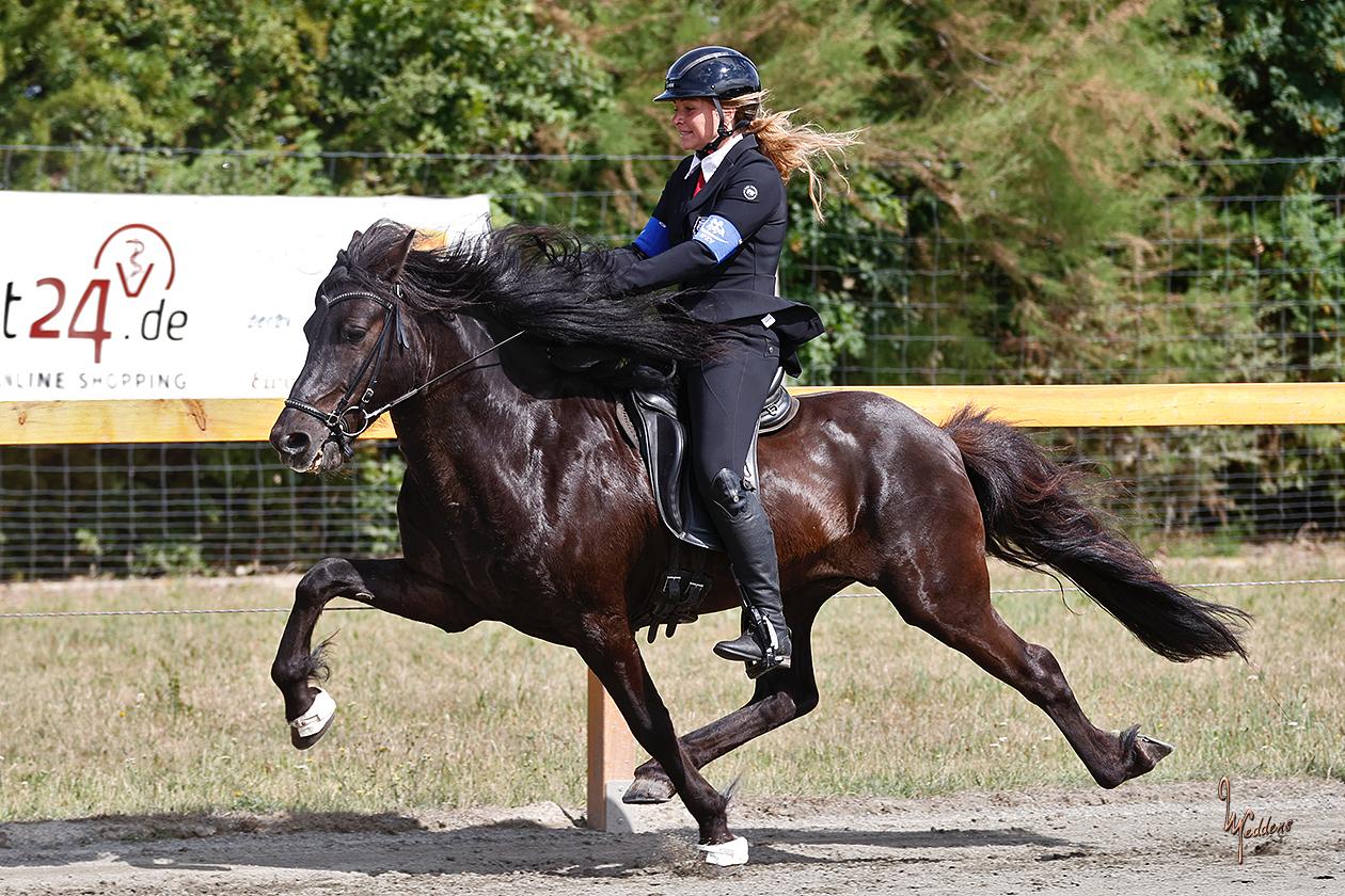 Deckhengst Nökkvi frá Hrísakoti sinaguenther-islandpferde