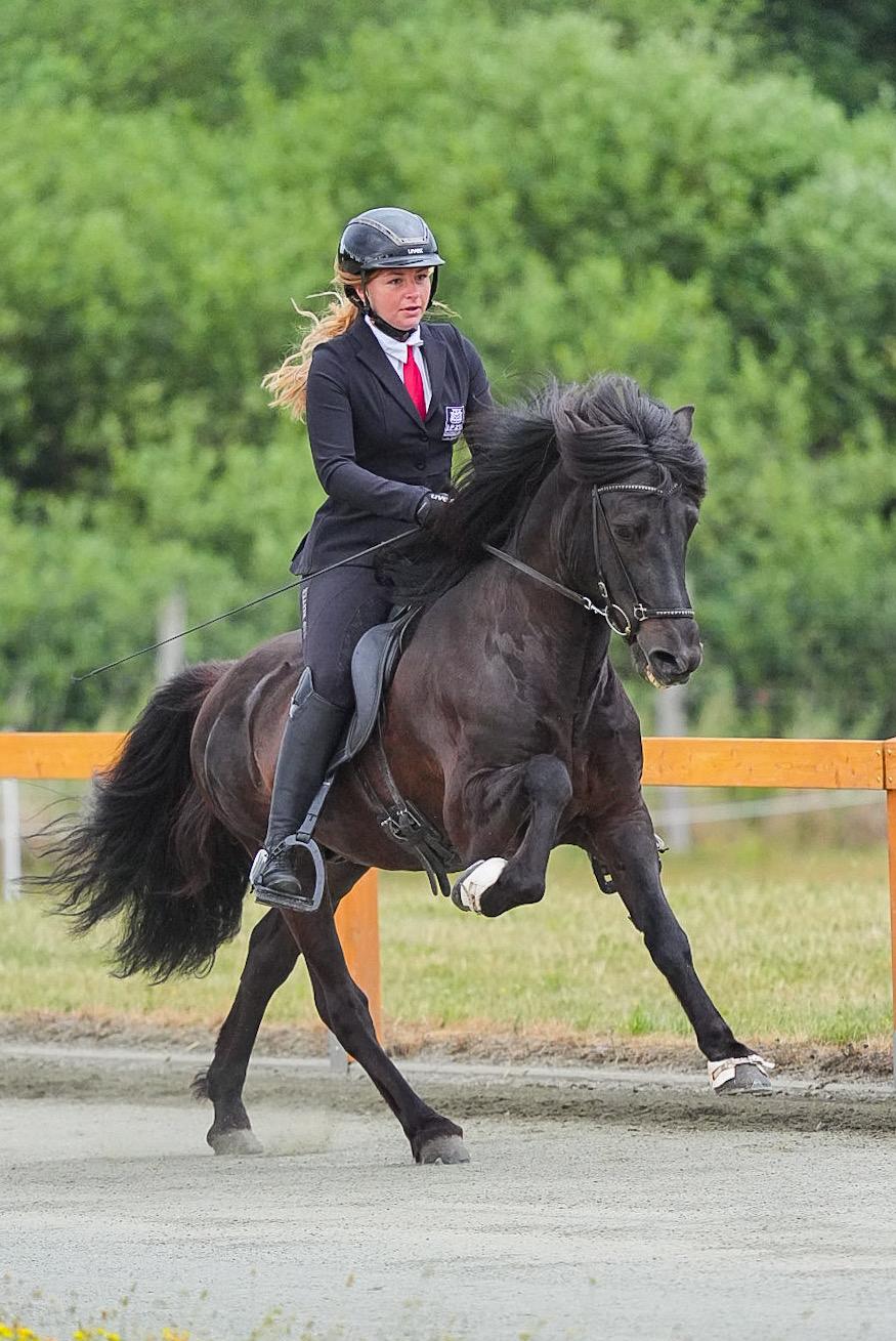 Deckhengst Nökkvi frá Hrísakoti sinaguenther-islandpferde