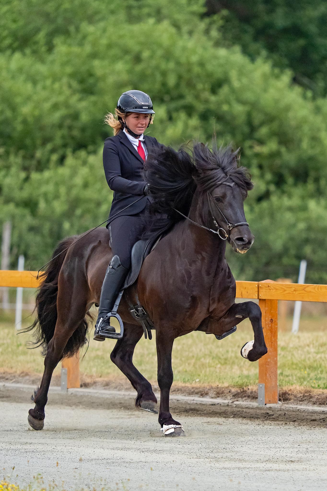 Deckhengst Nökkvi frá Hrísakoti sinaguenther-islandpferde