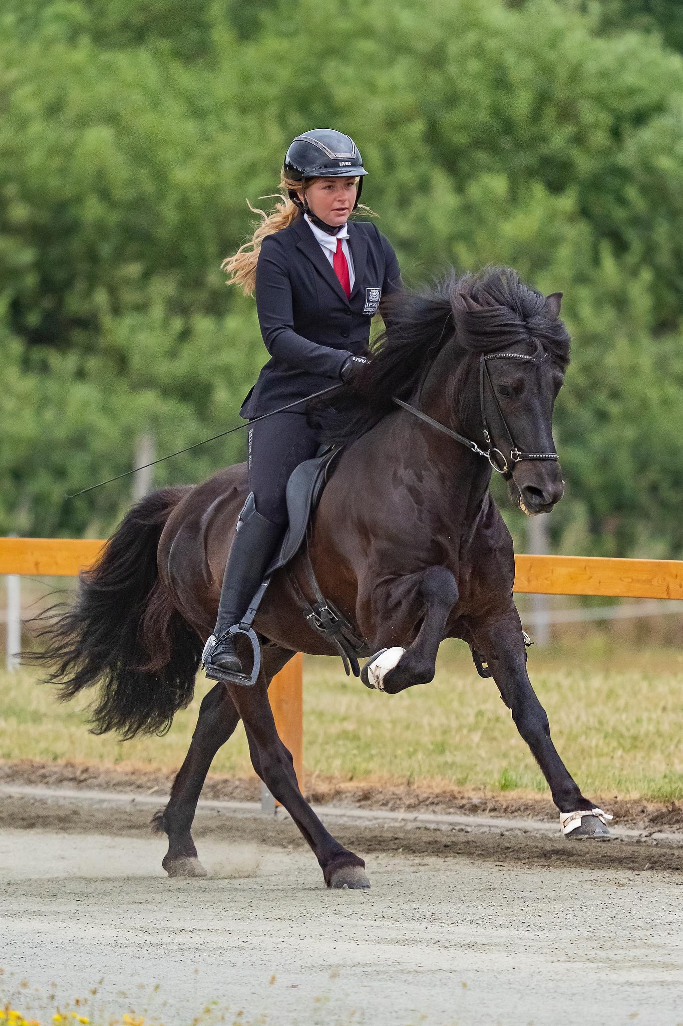 Deckhengst Nökkvi frá Hrísakoti sinaguenther-islandpferde