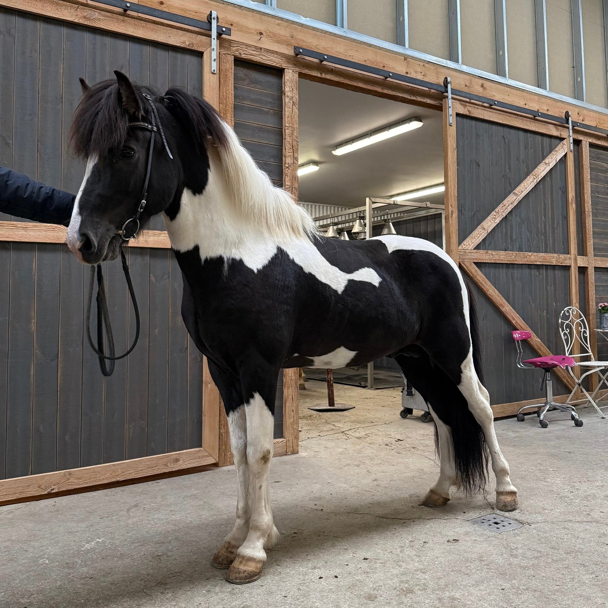 Deckhengst Ölvaldur frá Finnastöðum sinaguenther-islandpferde