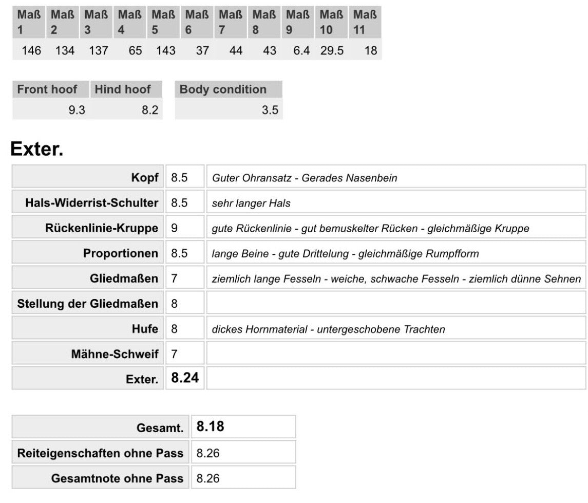 Deckhengst Ölvaldur frá Finnastöðum sinaguenther-islandpferde
