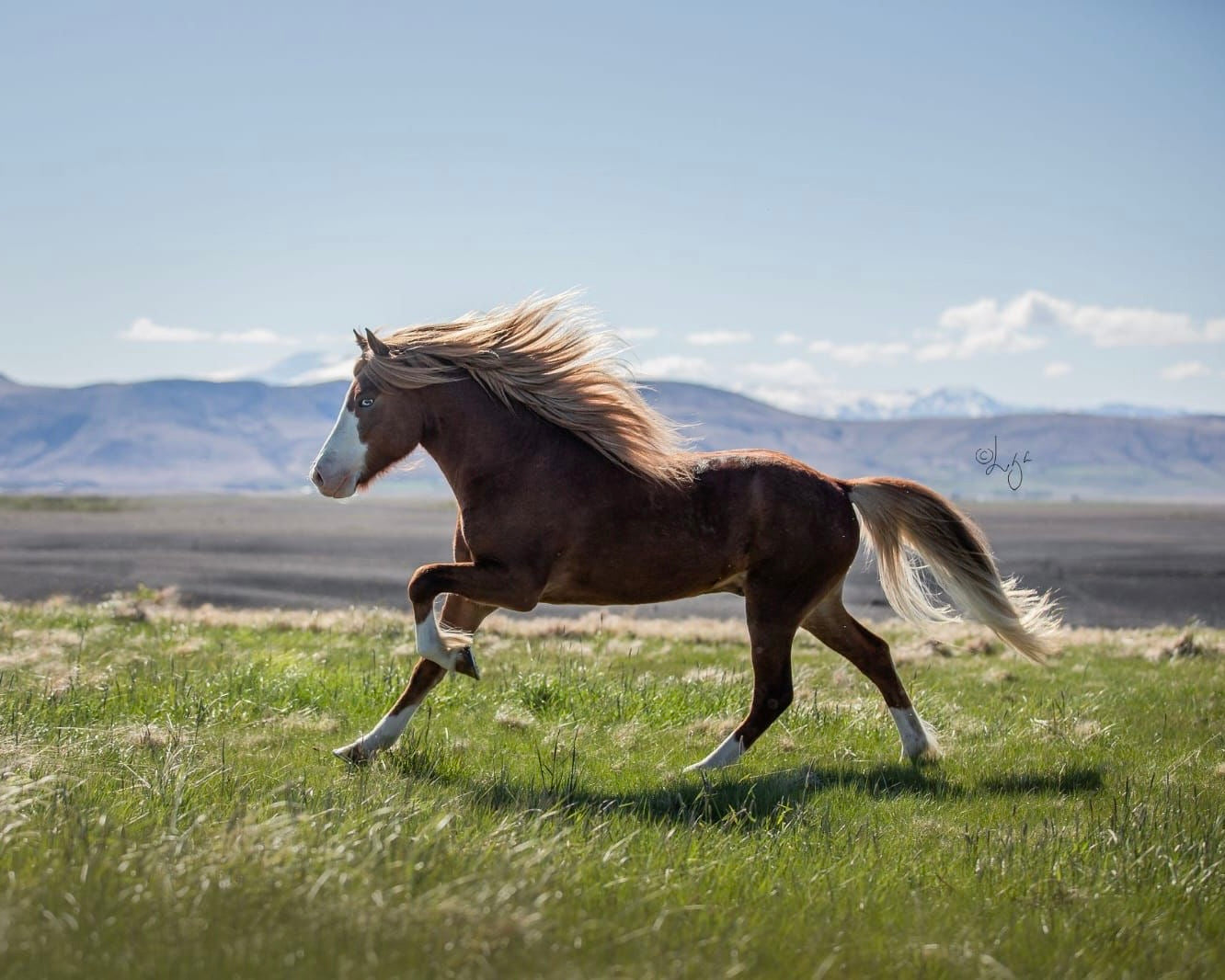 Deckhengst Rekkur frá Kirkjubæ🌟 sinaguenther-islandpferde