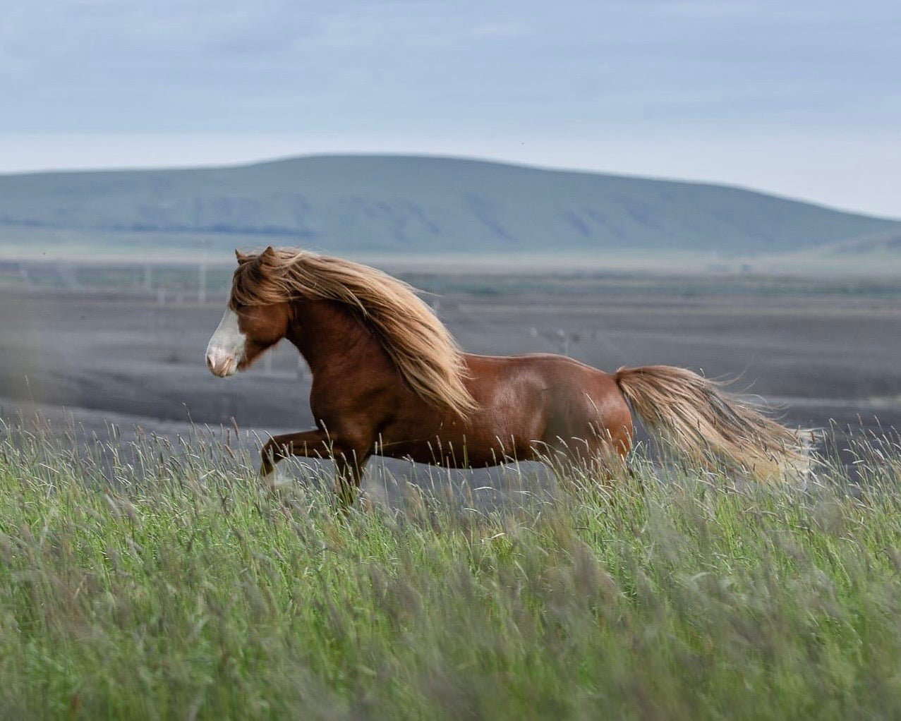 Deckhengst Rekkur frá Kirkjubæ🌟 sinaguenther-islandpferde