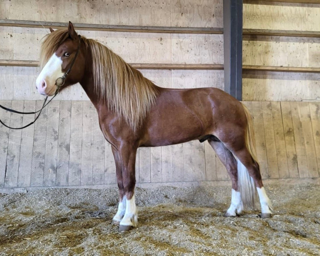 Deckhengst Rekkur frá Kirkjubæ🌟 sinaguenther-islandpferde