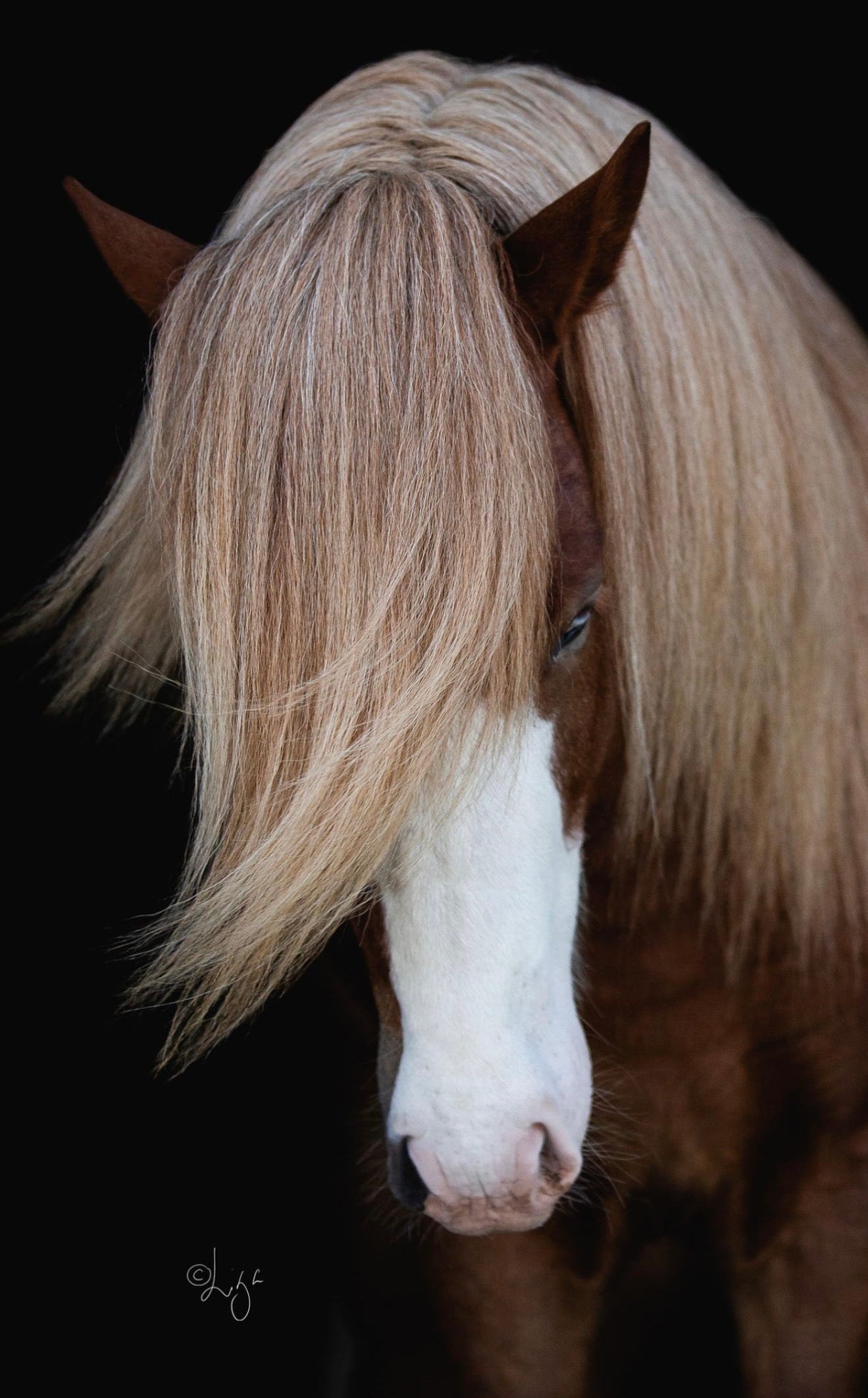 Deckhengst Rekkur frá Kirkjubæ🌟 sinaguenther-islandpferde