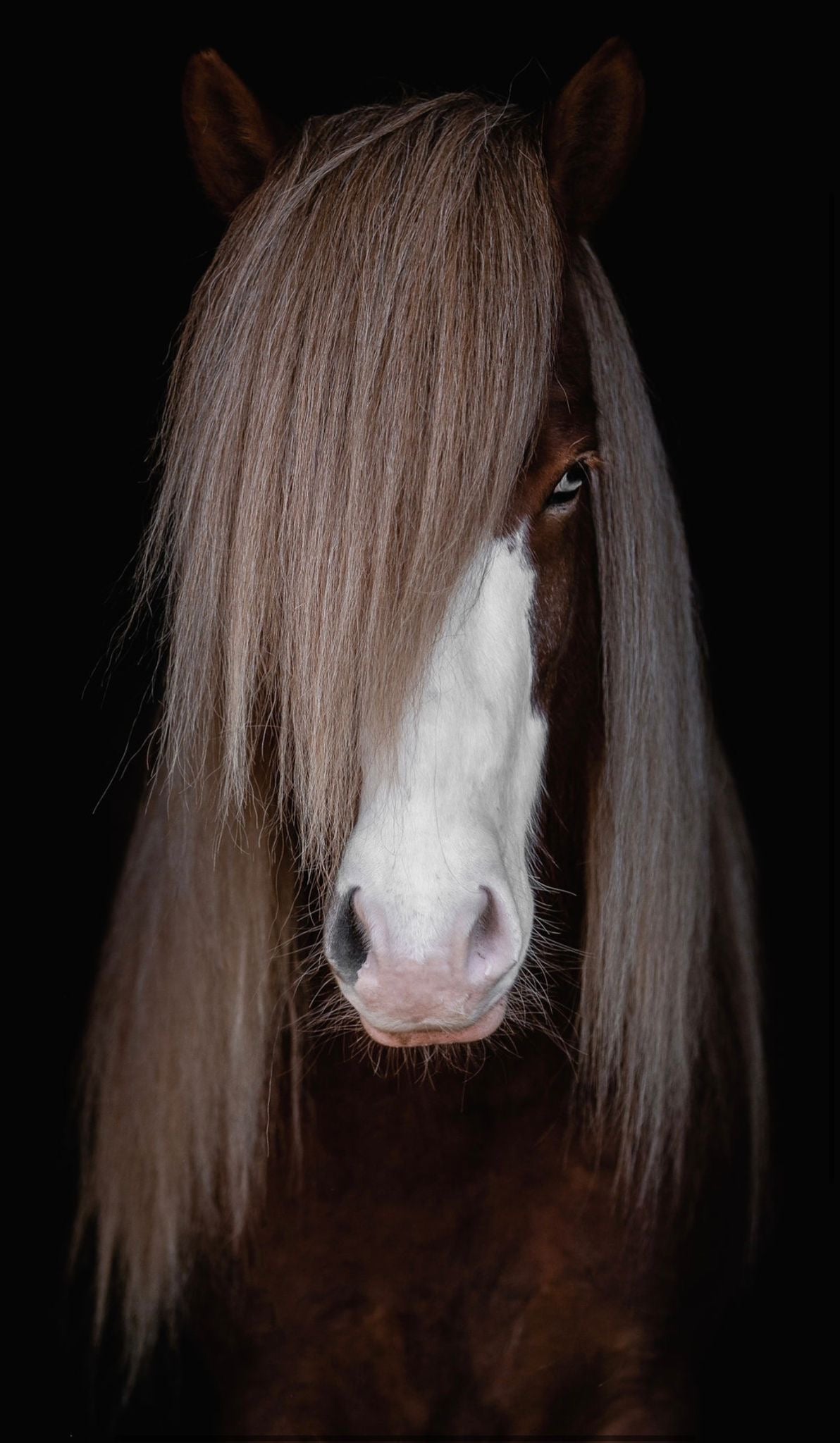 Deckhengst Rekkur frá Kirkjubæ🌟 sinaguenther-islandpferde