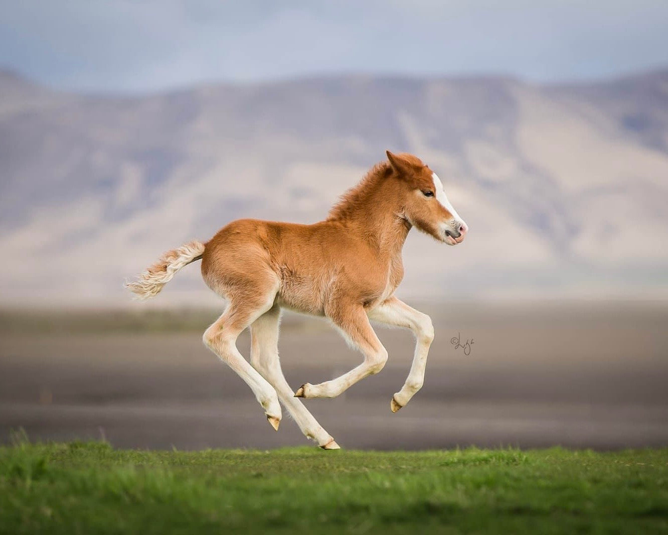 Deckhengst Rekkur frá Kirkjubæ🌟 sinaguenther-islandpferde