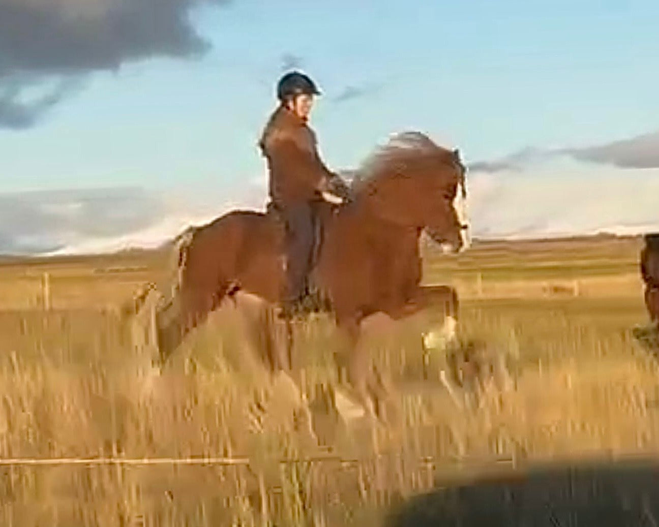 Deckhengst Rekkur frá Kirkjubæ🌟 sinaguenther-islandpferde