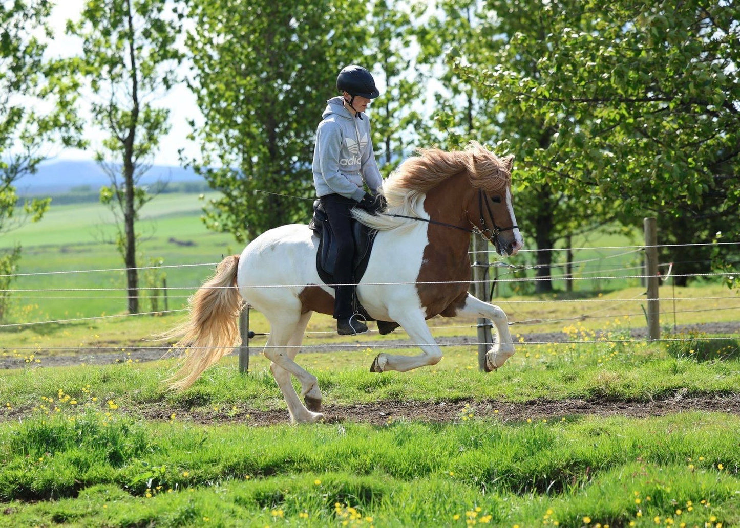 🌟 Exciting Lukku-Láki frá Stóra-Vatnsskarði daughter 🌟 sinaguenther-islandpferde