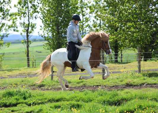 🌟 Exciting Lukku-Láki frá Stóra-Vatnsskarði daughter 🌟 sinaguenther-islandpferde