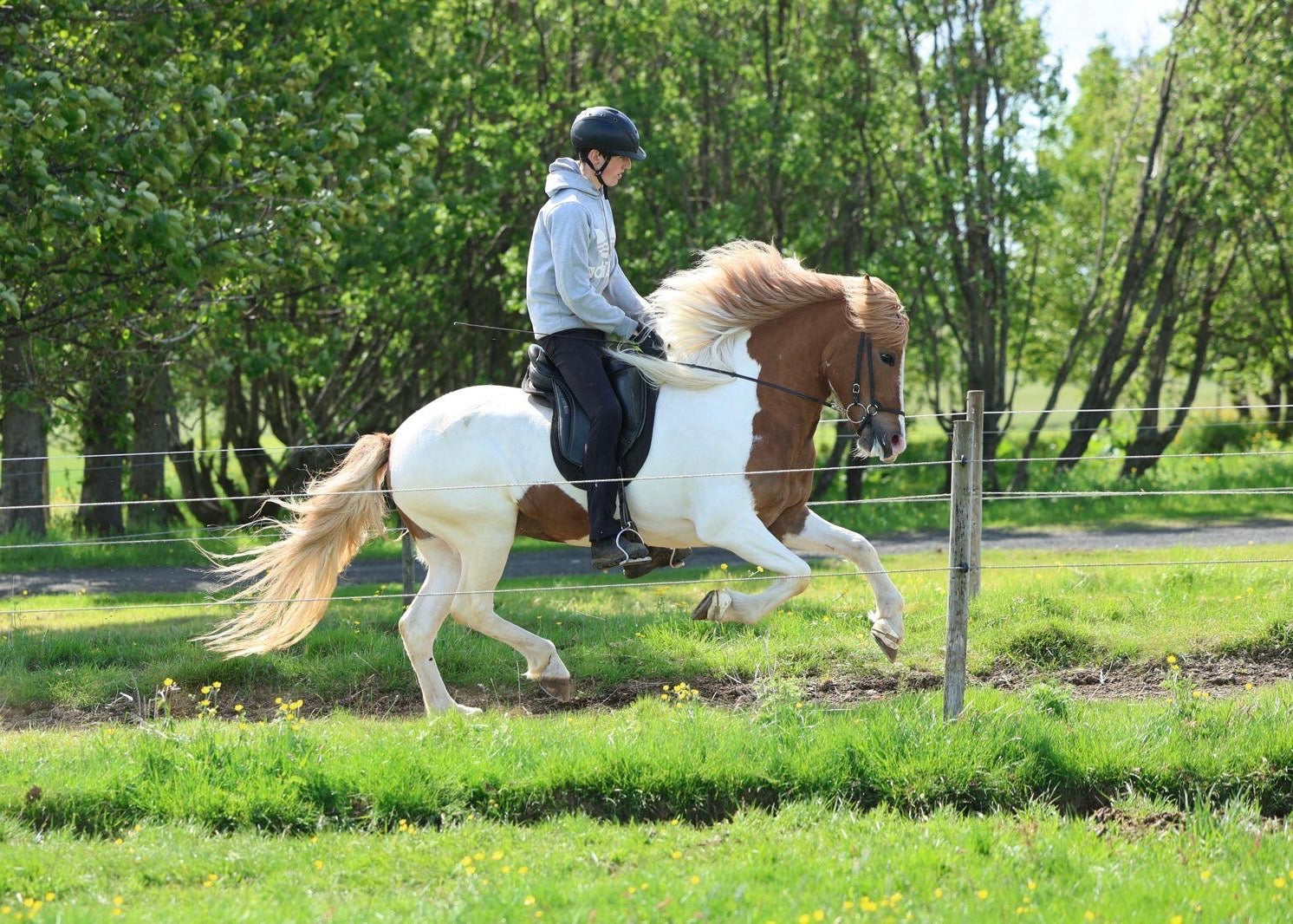 🌟 Exciting Lukku-Láki frá Stóra-Vatnsskarði daughter 🌟 sinaguenther-islandpferde