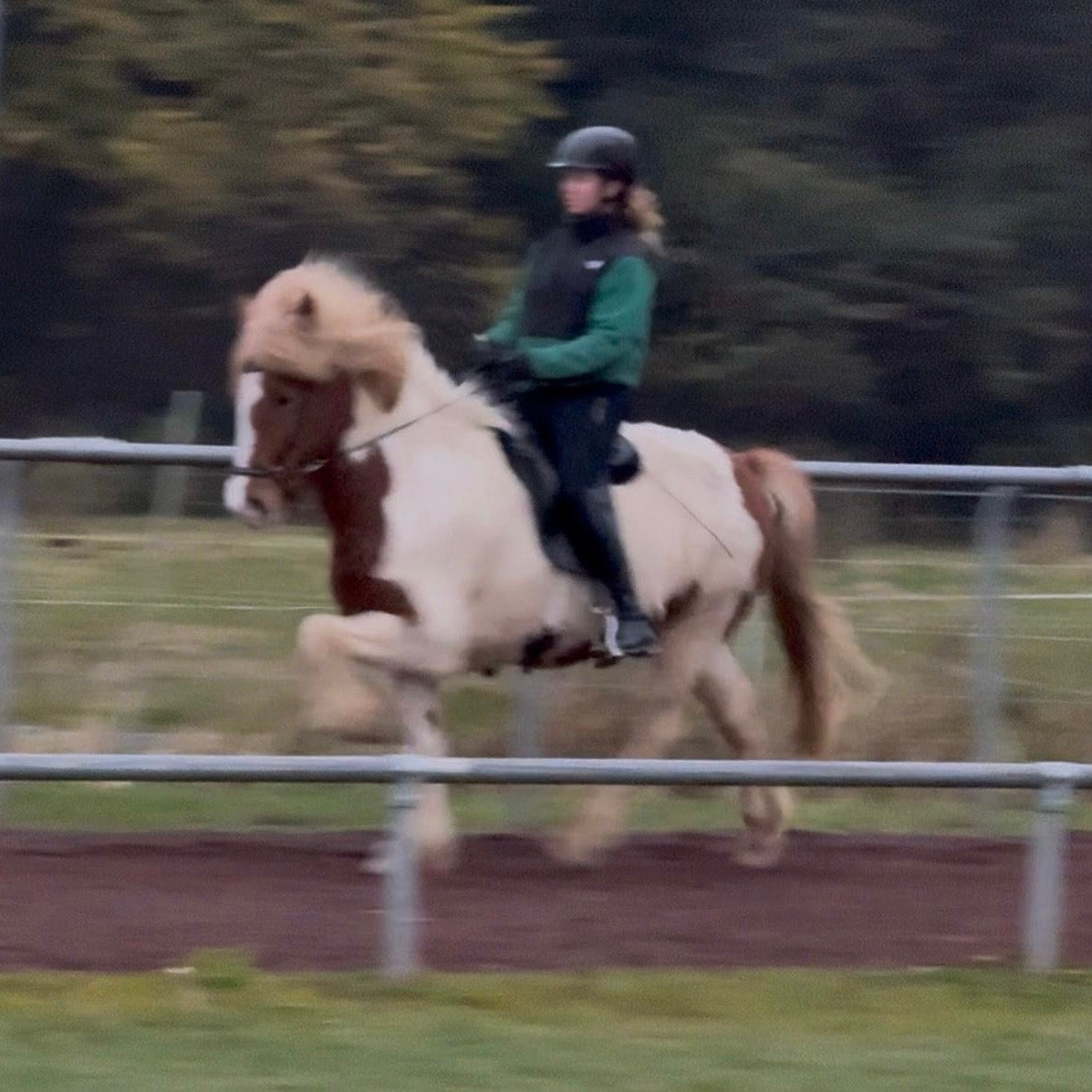 🌟 Exciting Lukku-Láki frá Stóra-Vatnsskarði daughter 🌟 sinaguenther-islandpferde