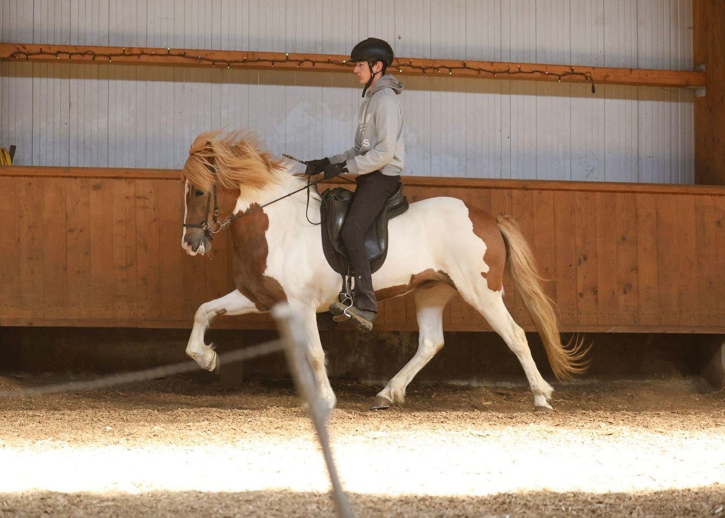 🌟 Exciting Lukku-Láki frá Stóra-Vatnsskarði daughter 🌟 sinaguenther-islandpferde