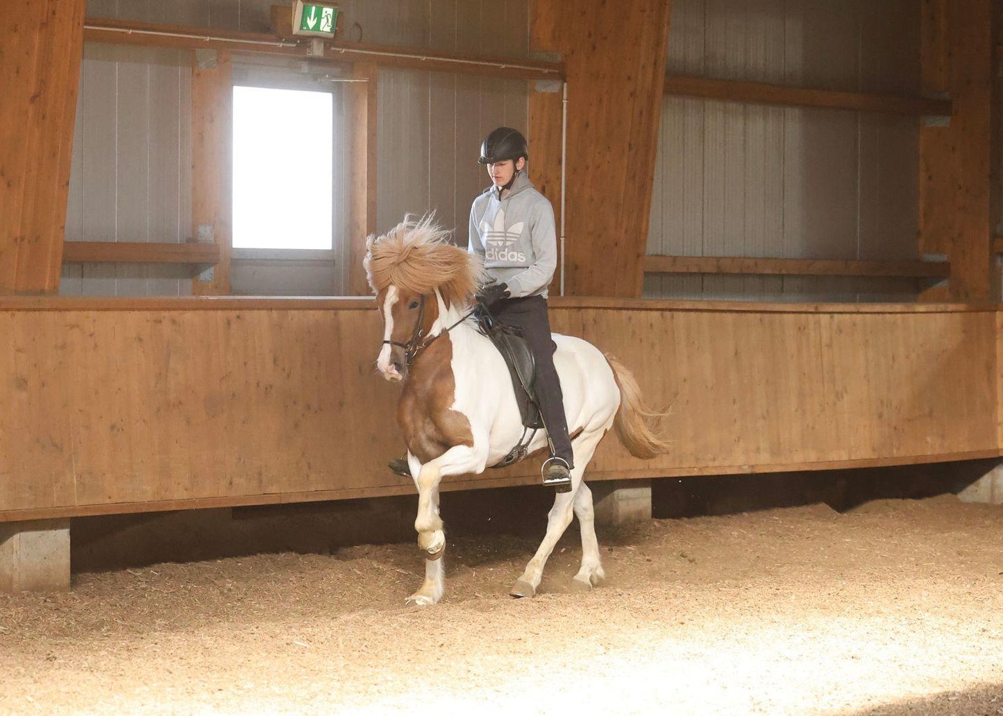 🌟 Exciting Lukku-Láki frá Stóra-Vatnsskarði daughter 🌟 sinaguenther-islandpferde