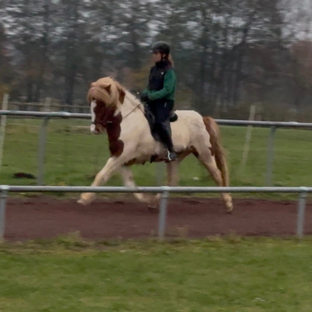 🌟 Exciting Lukku-Láki frá Stóra-Vatnsskarði daughter 🌟 sinaguenther-islandpferde