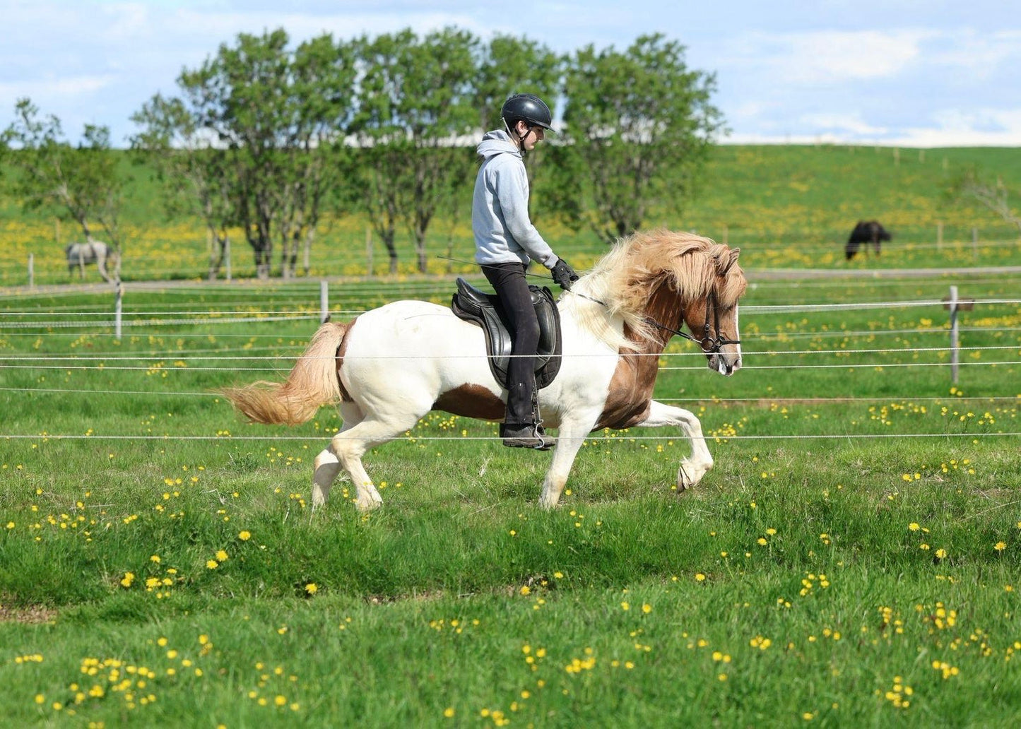 🌟 Exciting Lukku-Láki frá Stóra-Vatnsskarði daughter 🌟 sinaguenther-islandpferde