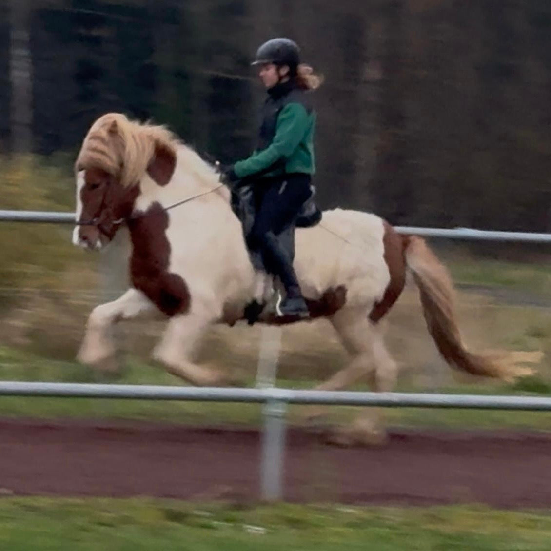 🌟 Exciting Lukku-Láki frá Stóra-Vatnsskarði daughter 🌟 sinaguenther-islandpferde