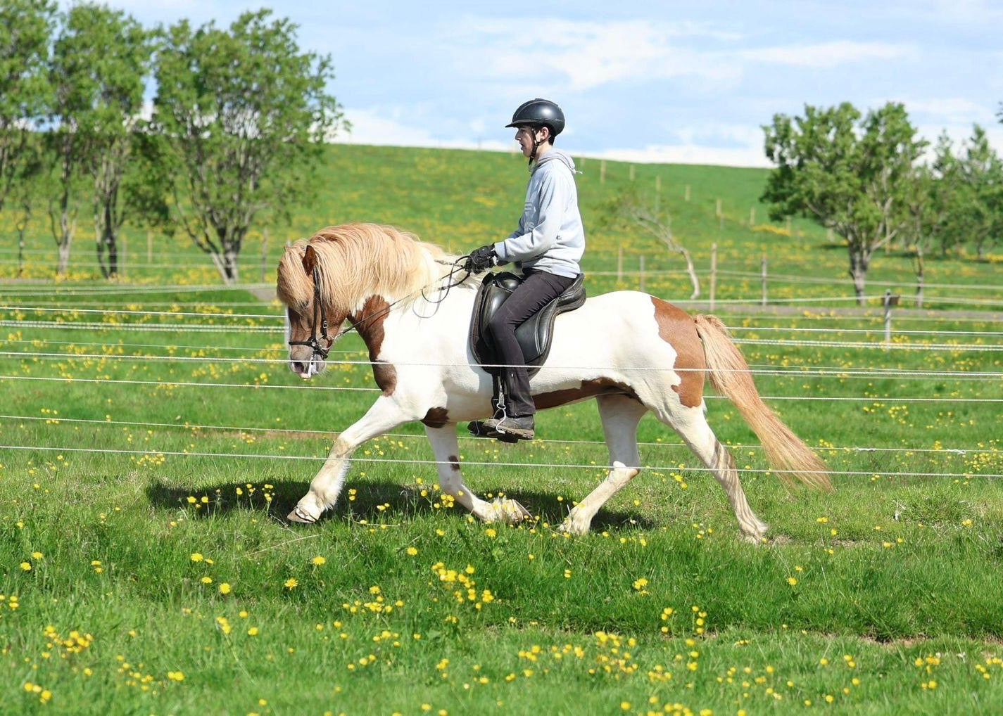 🌟 Exciting Lukku-Láki frá Stóra-Vatnsskarði daughter 🌟 sinaguenther-islandpferde