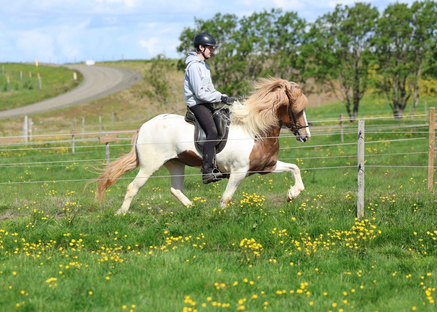 🌟 Exciting Lukku-Láki frá Stóra-Vatnsskarði daughter 🌟 sinaguenther-islandpferde