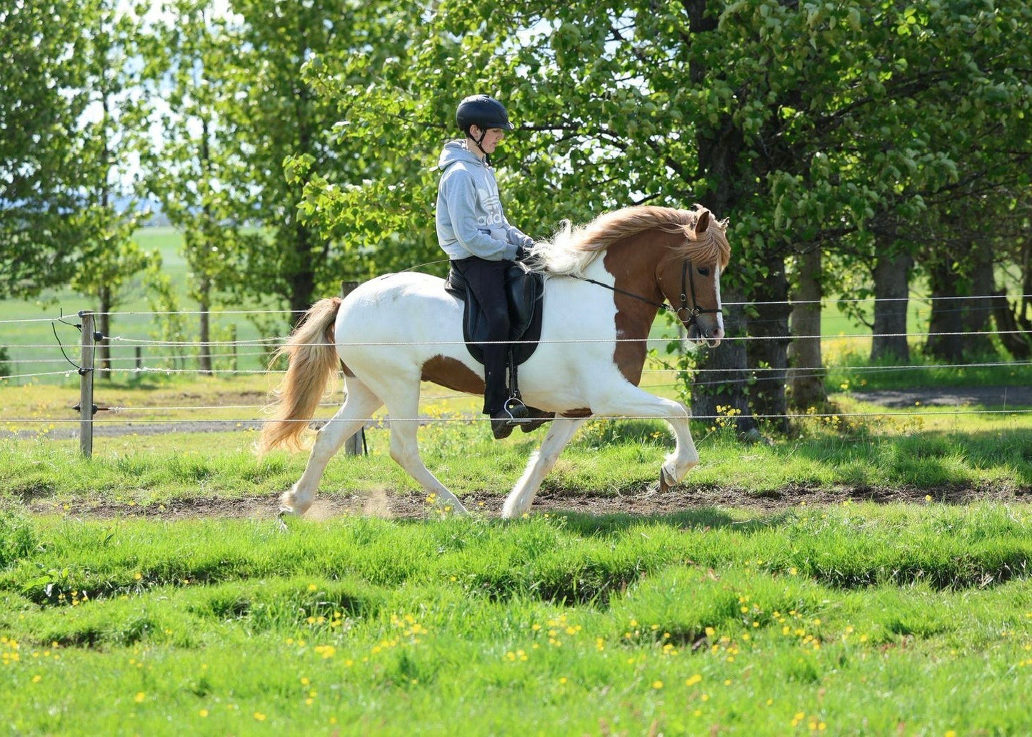 🌟 Exciting Lukku-Láki frá Stóra-Vatnsskarði daughter 🌟 sinaguenther-islandpferde