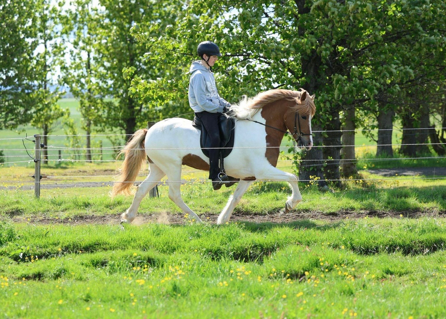 🌟 Exciting Lukku-Láki frá Stóra-Vatnsskarði daughter 🌟 sinaguenther-islandpferde