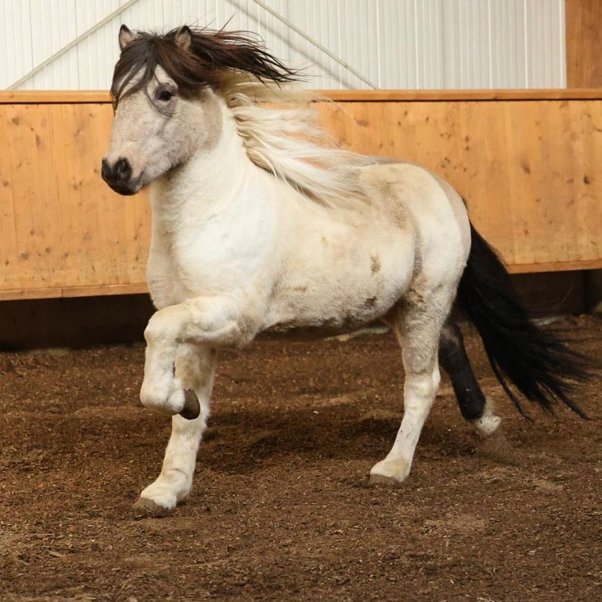Extremely Talented Young Stallion with Unique Coloring – Located in Iceland 🇮🇸 sinaguenther-islandpferde