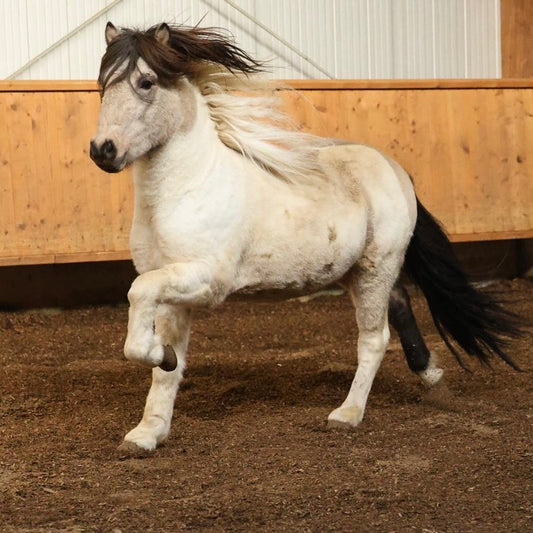 Extremely Talented Young Stallion with Unique Coloring – Located in Iceland 🇮🇸 sinaguenther-islandpferde