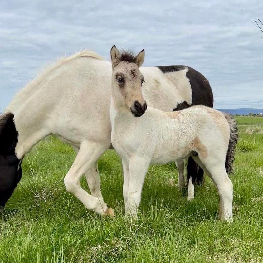 Extremely Talented Young Stallion with Unique Coloring – Located in Iceland 🇮🇸 sinaguenther-islandpferde
