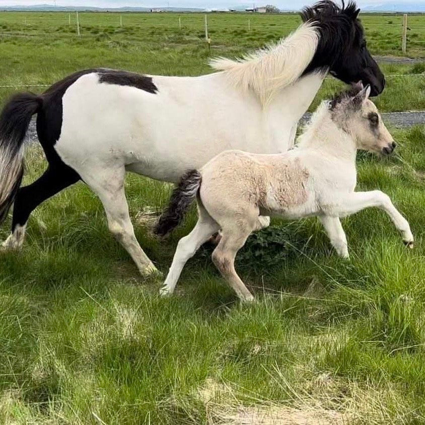 Extremely Talented Young Stallion with Unique Coloring – Located in Iceland 🇮🇸 sinaguenther-islandpferde