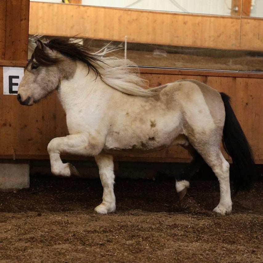 Extremely Talented Young Stallion with Unique Coloring – Located in Iceland 🇮🇸 sinaguenther-islandpferde
