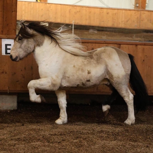 Extremely Talented Young Stallion with Unique Coloring – Located in Iceland 🇮🇸 sinaguenther-islandpferde