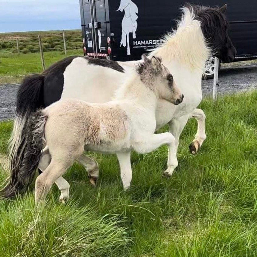 Extremely Talented Young Stallion with Unique Coloring – Located in Iceland 🇮🇸 sinaguenther-islandpferde